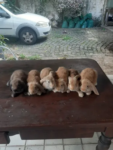 Coelhos mini lop uruguaio 