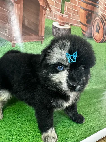 Pomsky