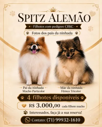 Filhotes de Spitzs Alemão