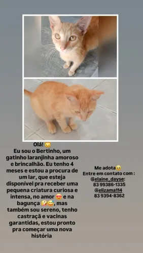 Gatinho laranjinha para adoção- castração garantida.