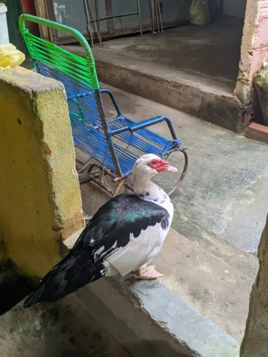 Vendo pato Cairina moschata