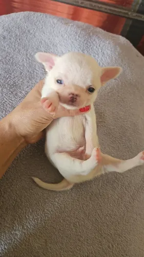 Machinho de chihuahua pra reserva ..