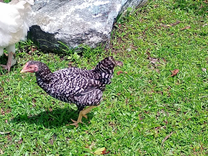 Galinhas e frangos