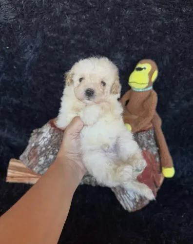 Poodle lindos filhotes : Presente dias dos namorados 