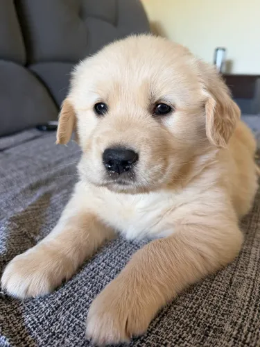 Vendo Filhote Golden Retriever - Fêmea 