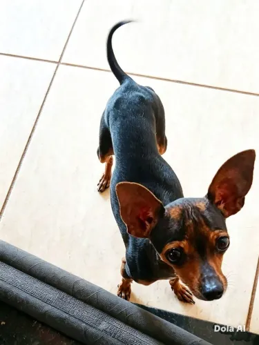 Pinsher para Cobertura