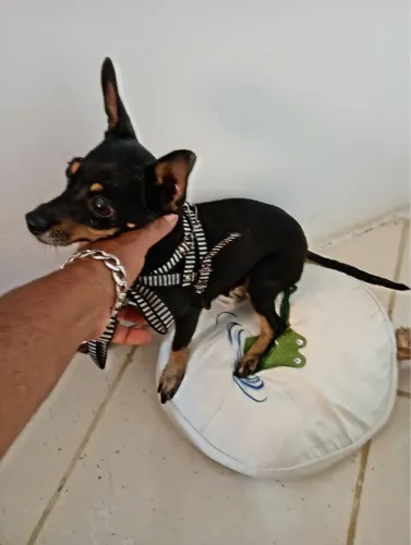 Vendo casal de Pinscher, número 1, 1 ano de vida 