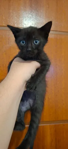 Gatas adoção 