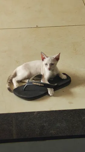 Gatinho para adoção responsável....