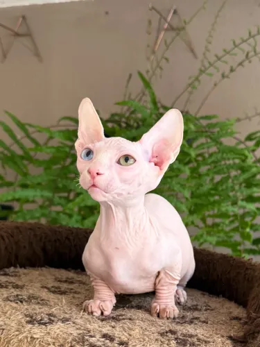 Filhote Sphynx Bambino