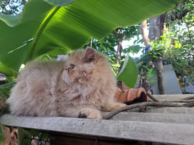 Gato persa show macho