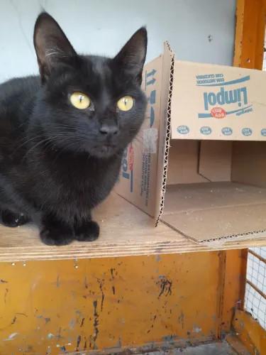 Gatinha pra doação Pinhais * 