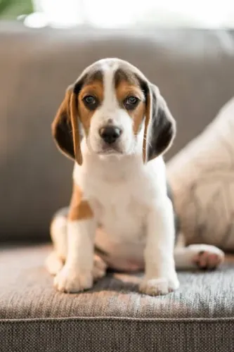 Filhote de Beagle O Companheiro Ideal Para Toda a Família