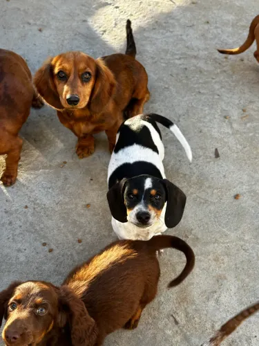 Basset