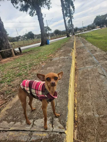 Pincher Fêmea Para reprodução