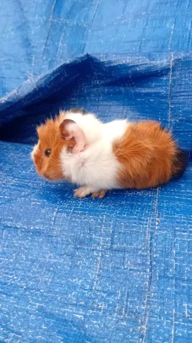 Porquinho da Índia