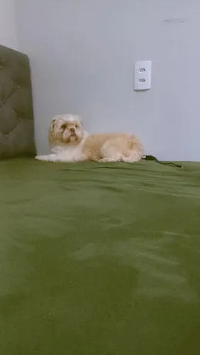 Shitzu femea no cio vendo ou troco por femea de Yorkshire ou chihuahaua