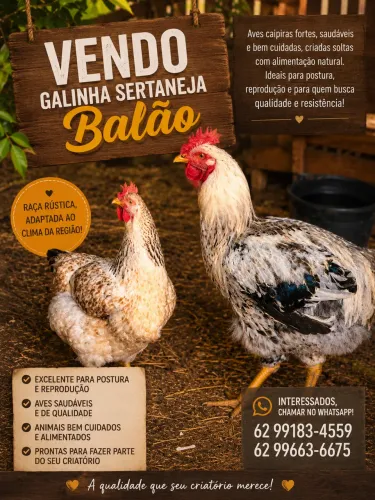 Galinha sertaneja balão
