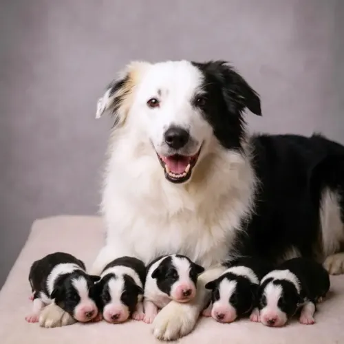 Border collie 