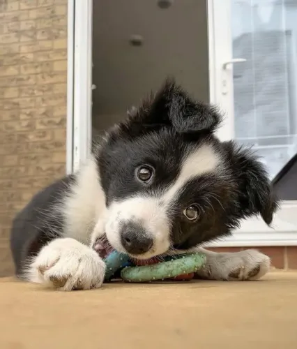 Filhoets de Border Collie | Um amor de quatro patas esperando por você.