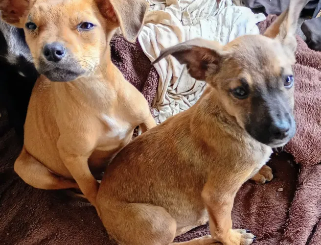Doa se cachorros fêmea e macho 