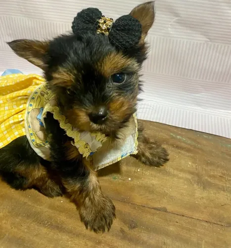 Yorkshire Terrier micro