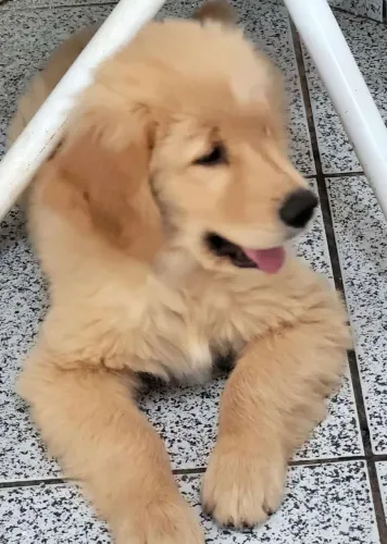 Golden Retriever amáveis 