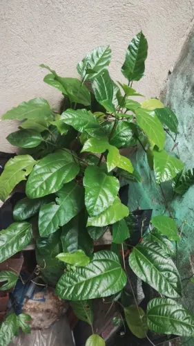MUDAS DE MARACUJÁ R$15,00