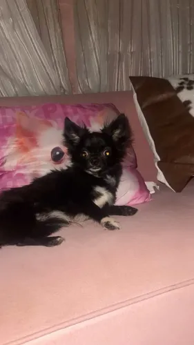 Chihuahua adulto 