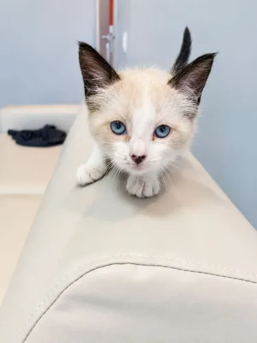 Gatos para adoção responsável 