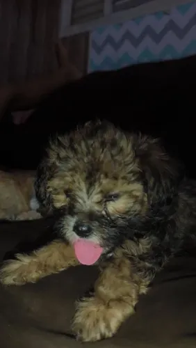 Cachorro.