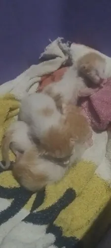 Preciso urgente de mãe de leite