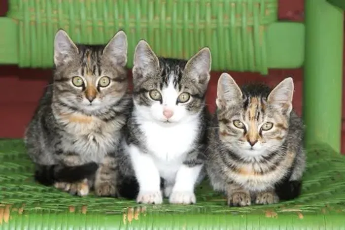Doando filhotes de gatos