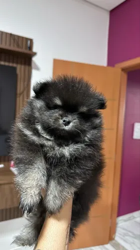 Spitz alemão, macho