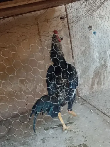 Frango índio 