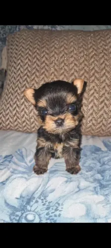 Micro York menino