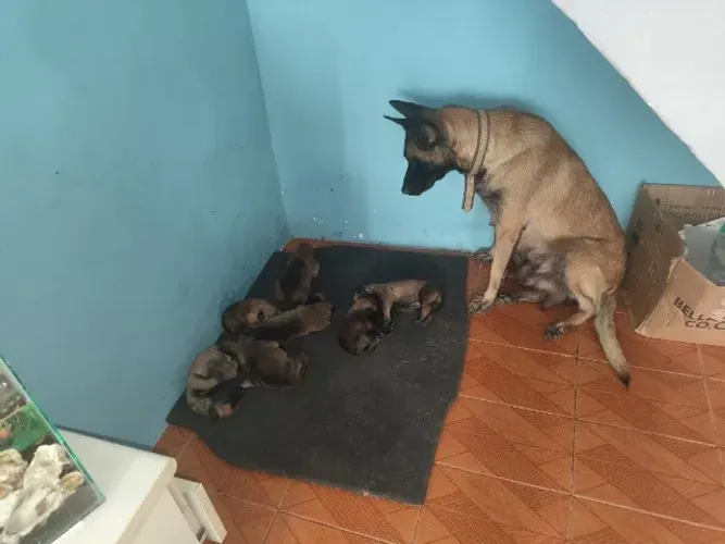 Belga malinois