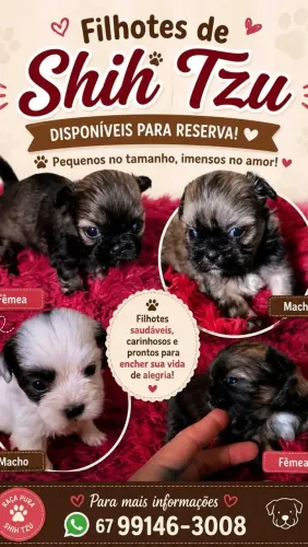 Vendo lindos filhotes de Shitzu