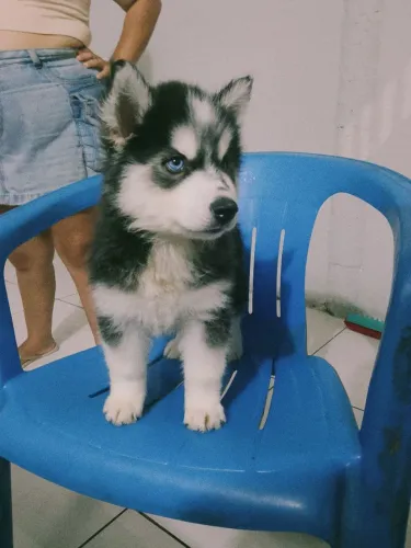 Husky siberiano