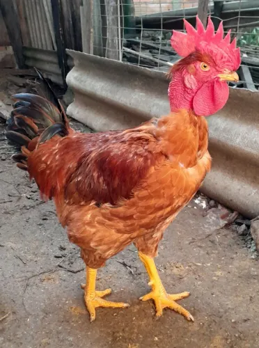 Frango a venda