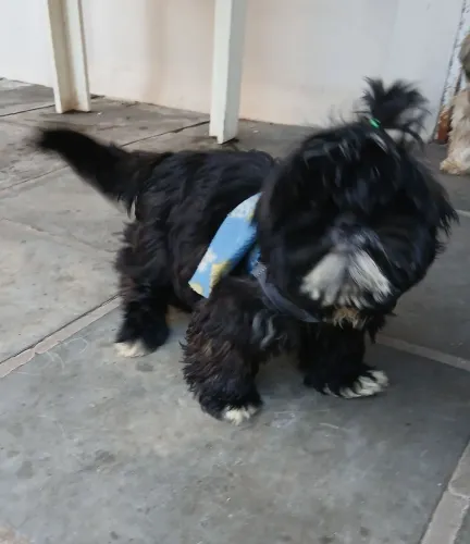 Shitzu macho 5 meses