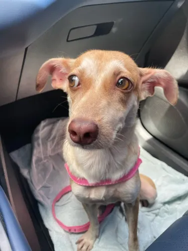 Cachorrinha para adoção