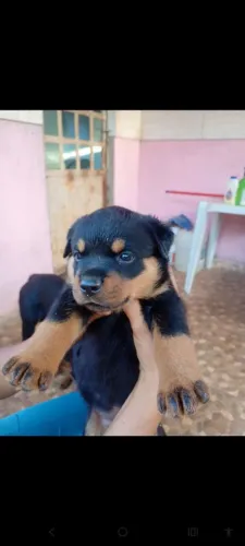 Rottweiler