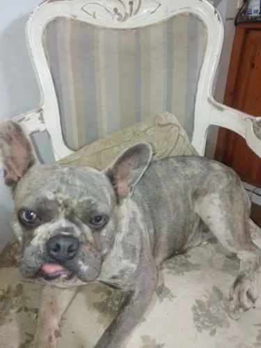 Bulldogue francês adulto