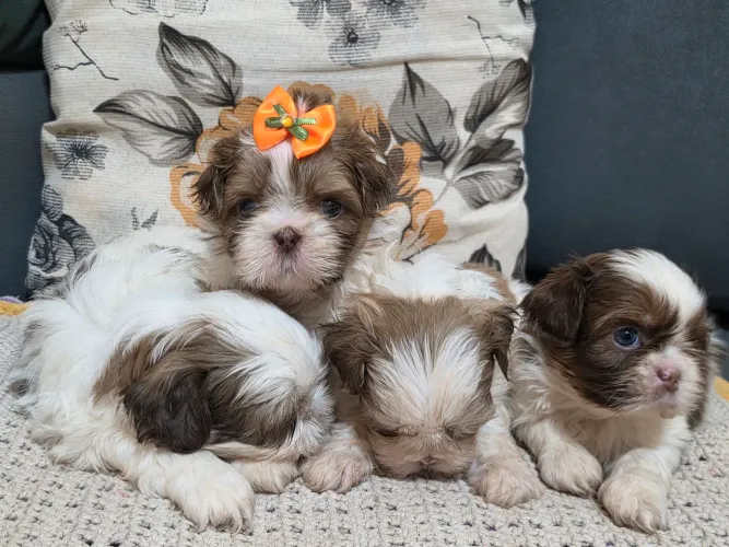 Filhotes Shih Tzu Legítimos - Fêmea Disponível - Nascidos em 31/05