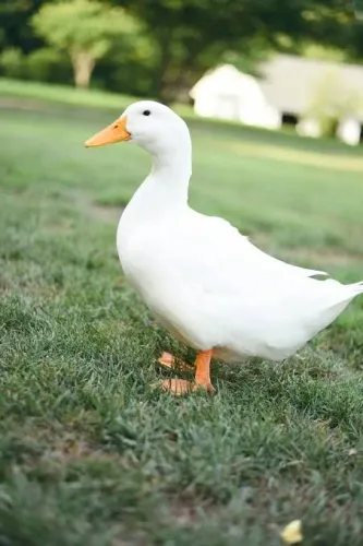Patos barato