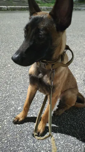 cachorro filhote malinois 7 meses registrado