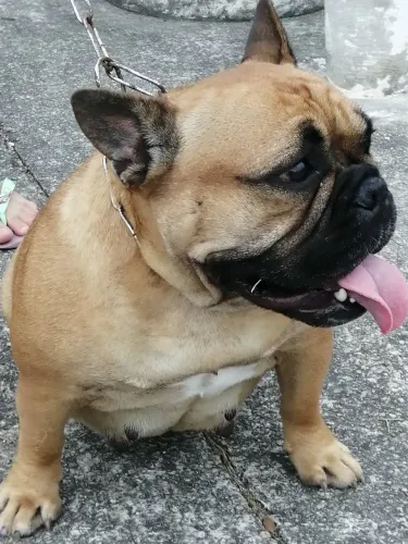 Buldog francês macho alguém 