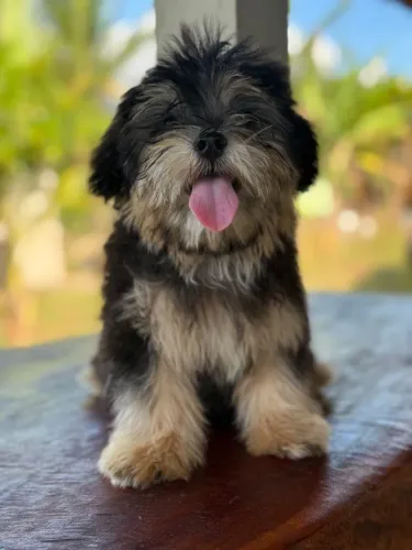 Lhasa Apso Canil