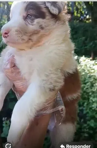 Border collie ideal para treino e companhia